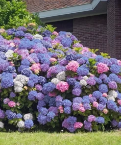 Hydrangea Seeds – Perennial Flowering Shrub Bush – 5 Seed Pack for Garden - Image 1