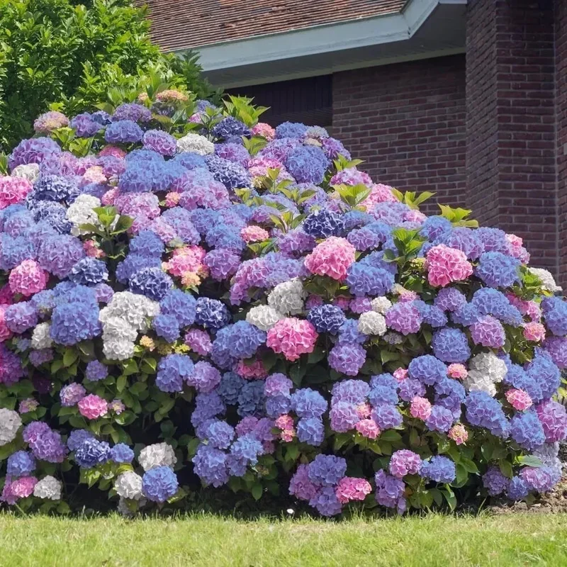 Hydrangea Seeds – Perennial Flowering Shrub Bush – 5 Seed Pack for Garden - Image 1