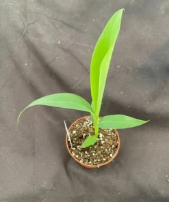 Ice Cream Banana Live Plant - Musa 'Blue Java' in 3