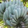 Ice Cream Banana Live Plant - Musa 'Blue Java' in 3" Pot - Image 1
