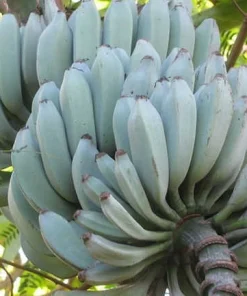 Ice Cream Banana Live Plant - Musa 'Blue Java' in 3