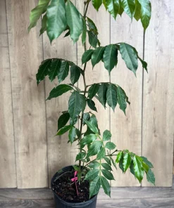 Ice cream Bean in 3 gallons pot, Inga edulis, Exotic Fruit - Image 3