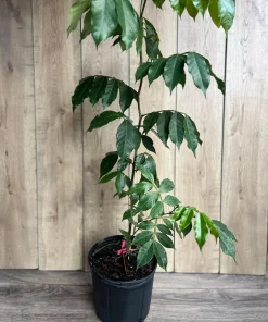 Ice cream Bean in 3 gallons pot, Inga edulis, Exotic Fruit - Image 4