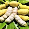 Ice cream Bean in 3 gallons pot, Inga edulis, Exotic Fruit - Image 1