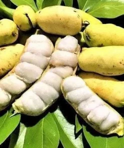 Ice cream Bean in 3 gallons pot, Inga edulis, Exotic Fruit - Image 1