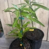 Ice Cream Mango Tree. grafted in 3 gallons pot, No Ship to HI - Image 3