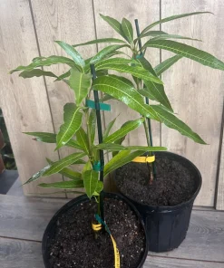 Ice Cream Mango Tree. grafted in 3 gallons pot, No Ship to HI - Image 3