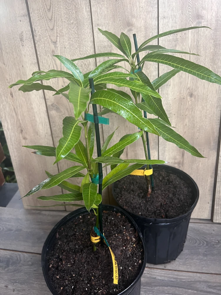 Ice Cream Mango Tree. grafted in 3 gallons pot, No Ship to HI - Image 3