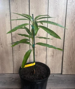 Ice Cream Mango Tree. grafted in 3 gallons pot, No Ship to HI - Image 4