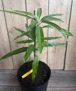 Ice Cream Mango Tree. grafted in 3 gallons pot, No Ship to HI - Image 5