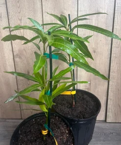Ice Cream Mango Tree. grafted in 3 gallons pot, No Ship to HI - Image 6