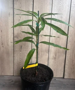 Ice Cream Mango Tree. grafted in 3 gallons pot, No Ship to HI - Image 7