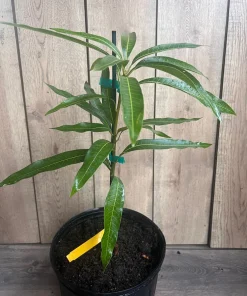 Ice Cream Mango Tree. grafted in 3 gallons pot, No Ship to HI - Image 8