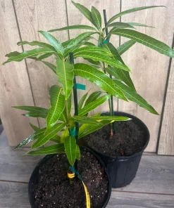 Ice Cream Mango Tree. grafted in 3 gallons pot, No Ship to HI - Image 9