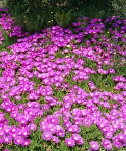 Ice Plant Live Plant – Delosperma Ground Cover – 1 Gallon Pot – Outdoor - Image 2