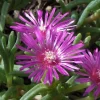 Ice Plant Live Plant – Delosperma Ground Cover – 1 Gallon Pot – Outdoor - Image 1