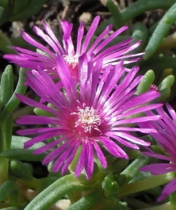 Ice Plant Live Plant – Delosperma Ground Cover – 1 Gallon Pot – Outdoor - Image 1