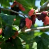 Illinois Everbearing Mulberry Seeds - 20 Count - Fast Fruiting Tree Seeds - Image 1