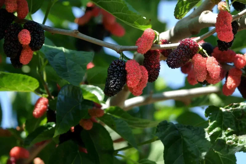 Illinois Everbearing Mulberry Seeds - 20 Count - Fast Fruiting Tree Seeds - Image 1