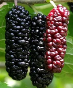 Illinois Everbearing Mulberry Seeds - 20 Pcs - Fast Fruiting Tree Seeds - Image 2