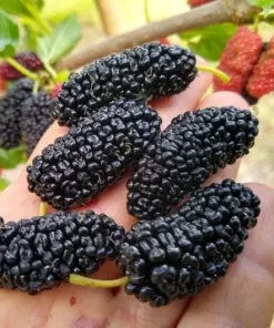 Illinois Everbearing Mulberry Seeds - 20 Pcs - Fast Fruiting Tree Seeds - Image 3