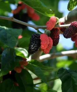 Illinois Everbearing Mulberry Seeds - 20 Pcs - Fast Fruiting Tree Seeds - Image 1