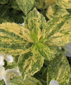 Illuminati Sparks Mock Orange Live Plant - Philadelphus - 4 inch Pot - Image 2