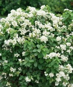 Illuminati Sparks Mock Orange Live Plant - Philadelphus - 4 inch Pot - Image 3