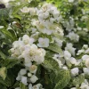 Illuminati Sparks Mock Orange Live Plant - Philadelphus - 4 inch Pot - Image 1