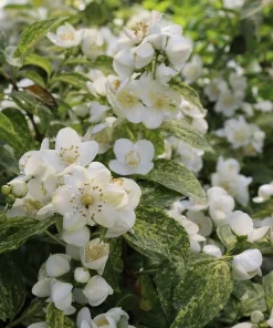Illuminati Sparks Mock Orange Live Plant - Philadelphus - 4 inch Pot - Image 1