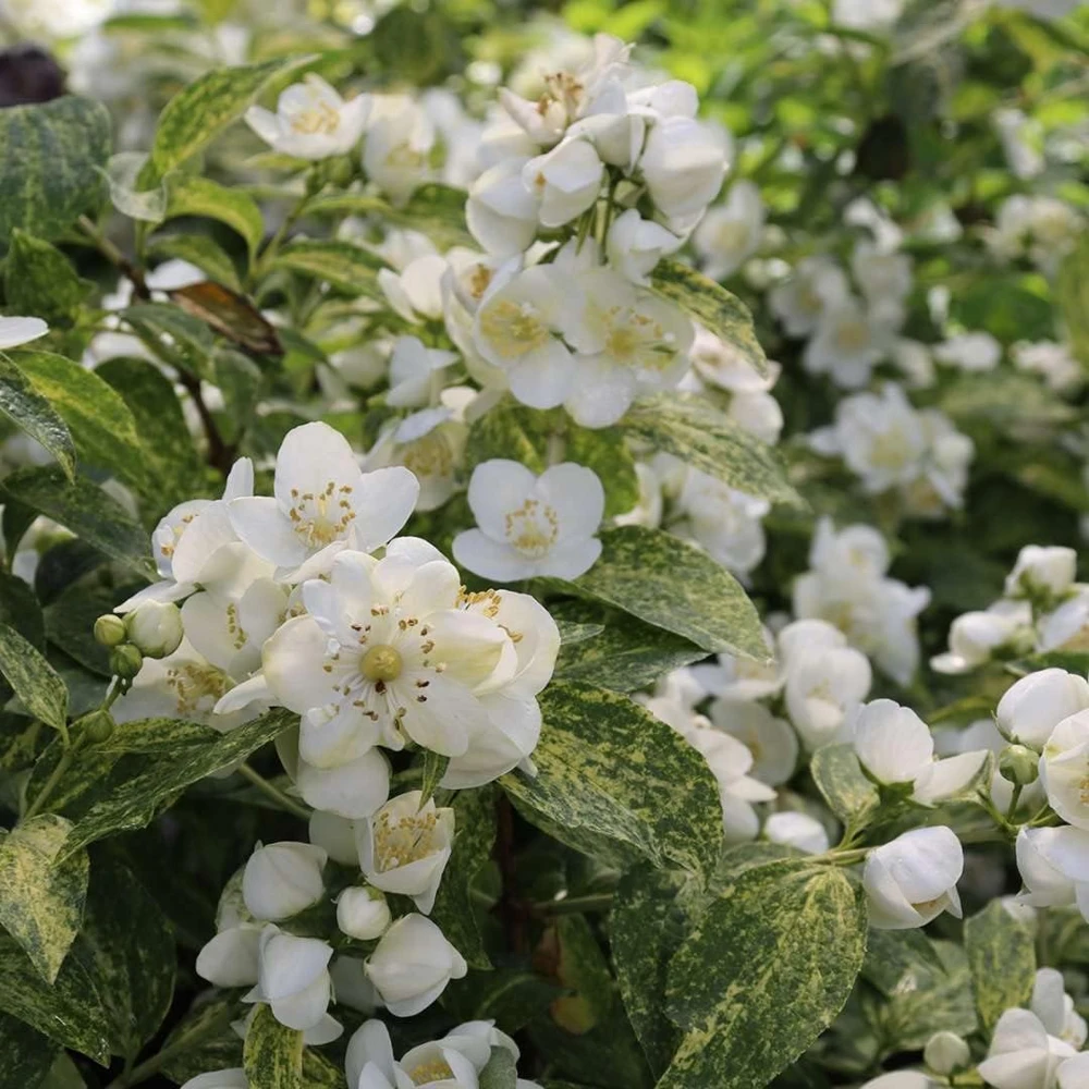 Illuminati Sparks Mock Orange Live Plant - Philadelphus - 4 inch Pot - Image 1