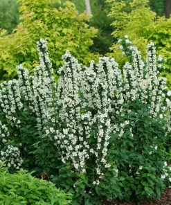 Illuminati Tower Mockorange Live Plant – Fragrant White Blooms – 4" Pot – Outdoor Shrub - Image 2