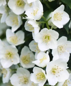 Illuminati Tower Mockorange Live Plant – Fragrant White Blooms – 4