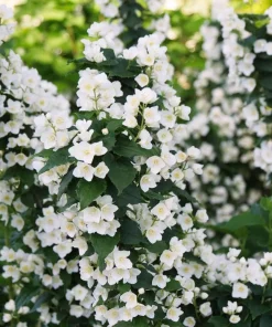 Illuminati Tower Mockorange Live Plant – Fragrant White Blooms – 4