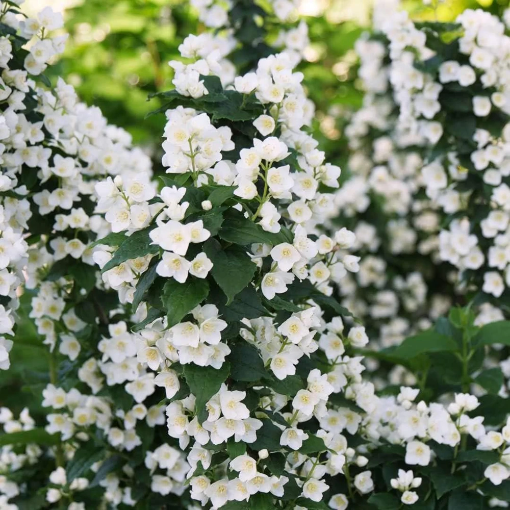 Illuminati Tower Mockorange Live Plant – Fragrant White Blooms – 4" Pot – Outdoor Shrub - Image 1