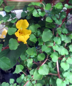 Impatiens Repens Golden Dragon Live Plant - Tropical Vining House Plant - 2.5" Pot - Image 2