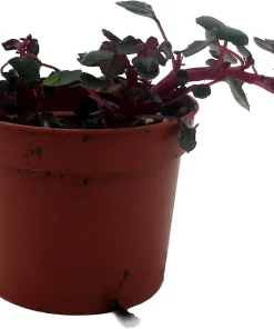 Impatiens Repens Golden Dragon Live Plant - Tropical Vining House Plant - 2.5