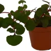 Impatiens Repens Golden Dragon Live Plant - Tropical Vining House Plant - 2.5" Pot - Image 1