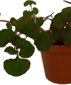 Impatiens Repens Golden Dragon Live Plant - Tropical Vining House Plant - 2.5