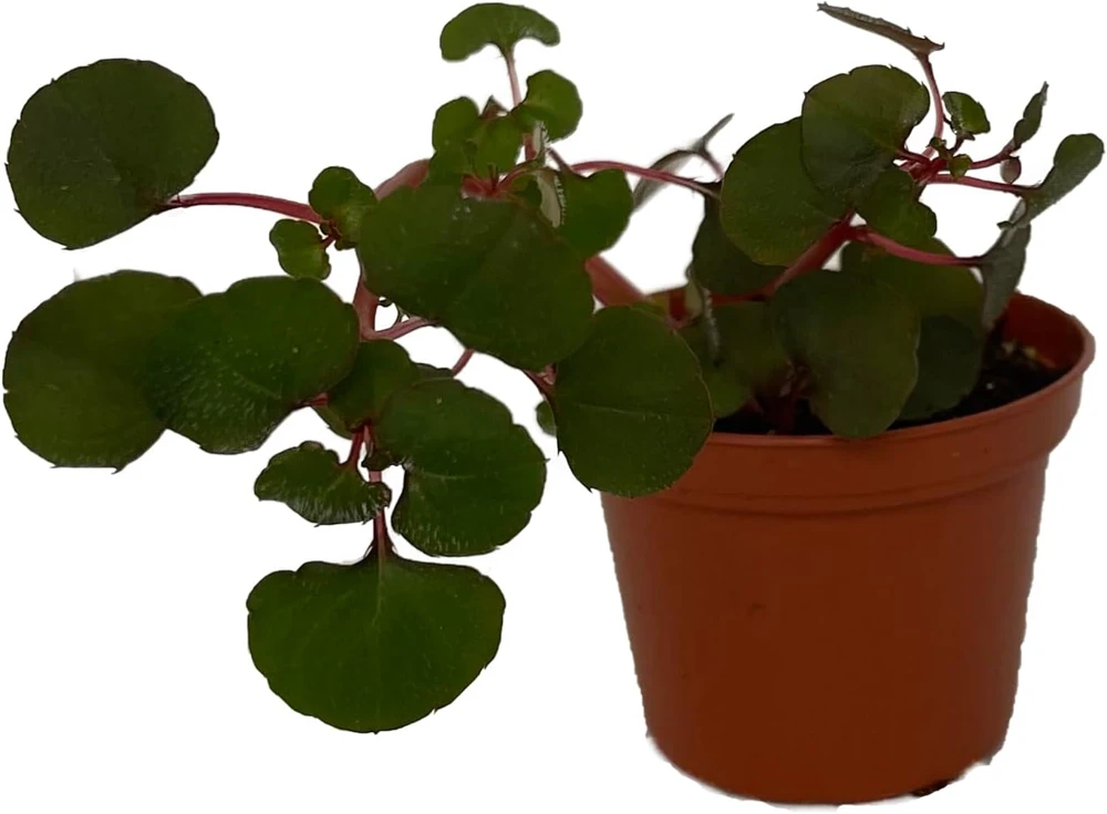 Impatiens Repens Golden Dragon Live Plant - Tropical Vining House Plant - 2.5" Pot - Image 1