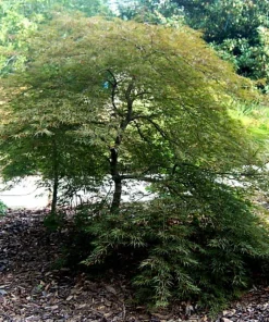 Inaba Shidare Japanese Maple Live Plant – Acer palmatum – 5.5 inch Pot – Outdoor Tree - Image 2