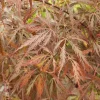 Inaba Shidare Japanese Maple Live Plant – Acer palmatum – 5.5 inch Pot – Outdoor Tree - Image 1