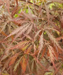 Inaba Shidare Japanese Maple Live Plant – Acer palmatum – 5.5 inch Pot – Outdoor Tree - Image 1