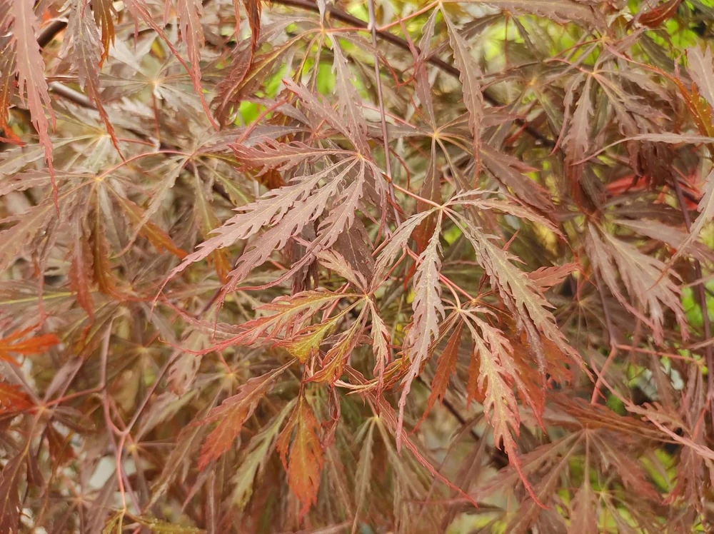 Inaba Shidare Japanese Maple Live Plant – Acer palmatum – 5.5 inch Pot – Outdoor Tree - Image 1