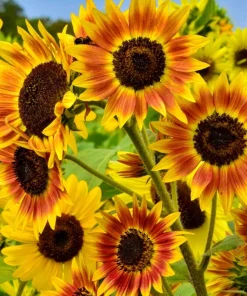 Indian Blanket Sunflower Seeds - Helianthus Annuus Mixed Colors Flower Seeds - Image 2