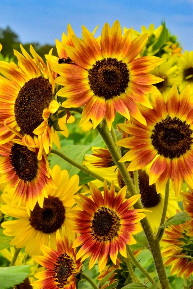 Indian Blanket Sunflower Seeds - Helianthus Annuus Mixed Colors Flower Seeds - Image 2