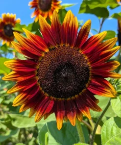 Indian Blanket Sunflower Seeds - Helianthus Annuus Mixed Colors Flower Seeds - Image 3