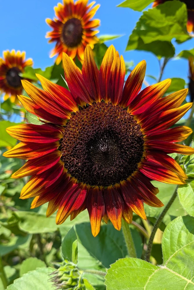 Indian Blanket Sunflower Seeds - Helianthus Annuus Mixed Colors Flower Seeds - Image 3