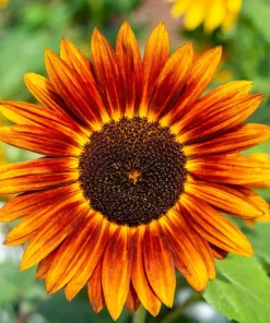 Indian Blanket Sunflower Seeds - Helianthus Annuus Mixed Colors Flower Seeds - Image 4