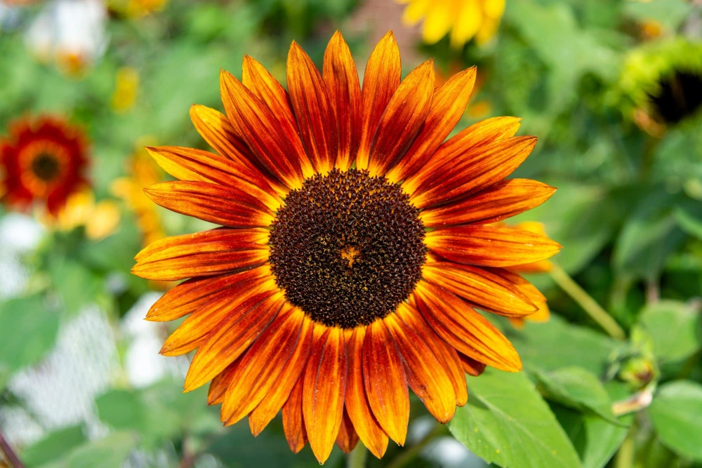 Indian Blanket Sunflower Seeds - Helianthus Annuus Mixed Colors Flower Seeds - Image 4
